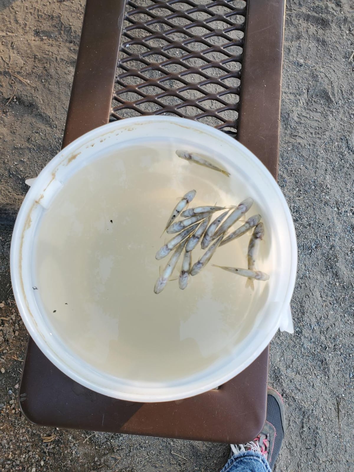 Challenge Plastics Minnow Bucket, 4-Quart , White customer photo 1