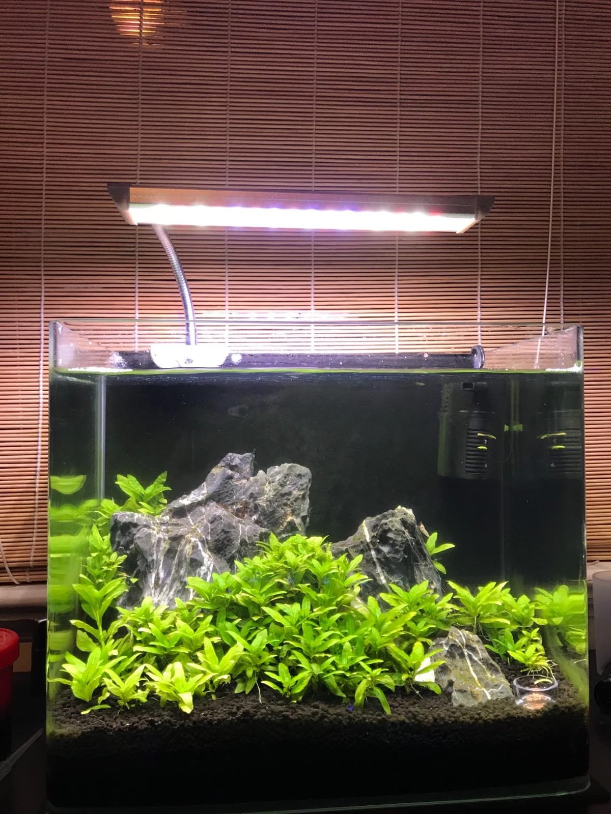 PENN-PLAX Water-World Radius Desktop Nano Aquarium Kit – Includes LED Light, Internal Filter, and Mat – Perfect for Shrimp and Small Fish – 10 Gallon Tank customer photo 2