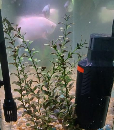 Marineland Magnum 290 GPH Polishing Canister Aquarium Filter customer photo 2