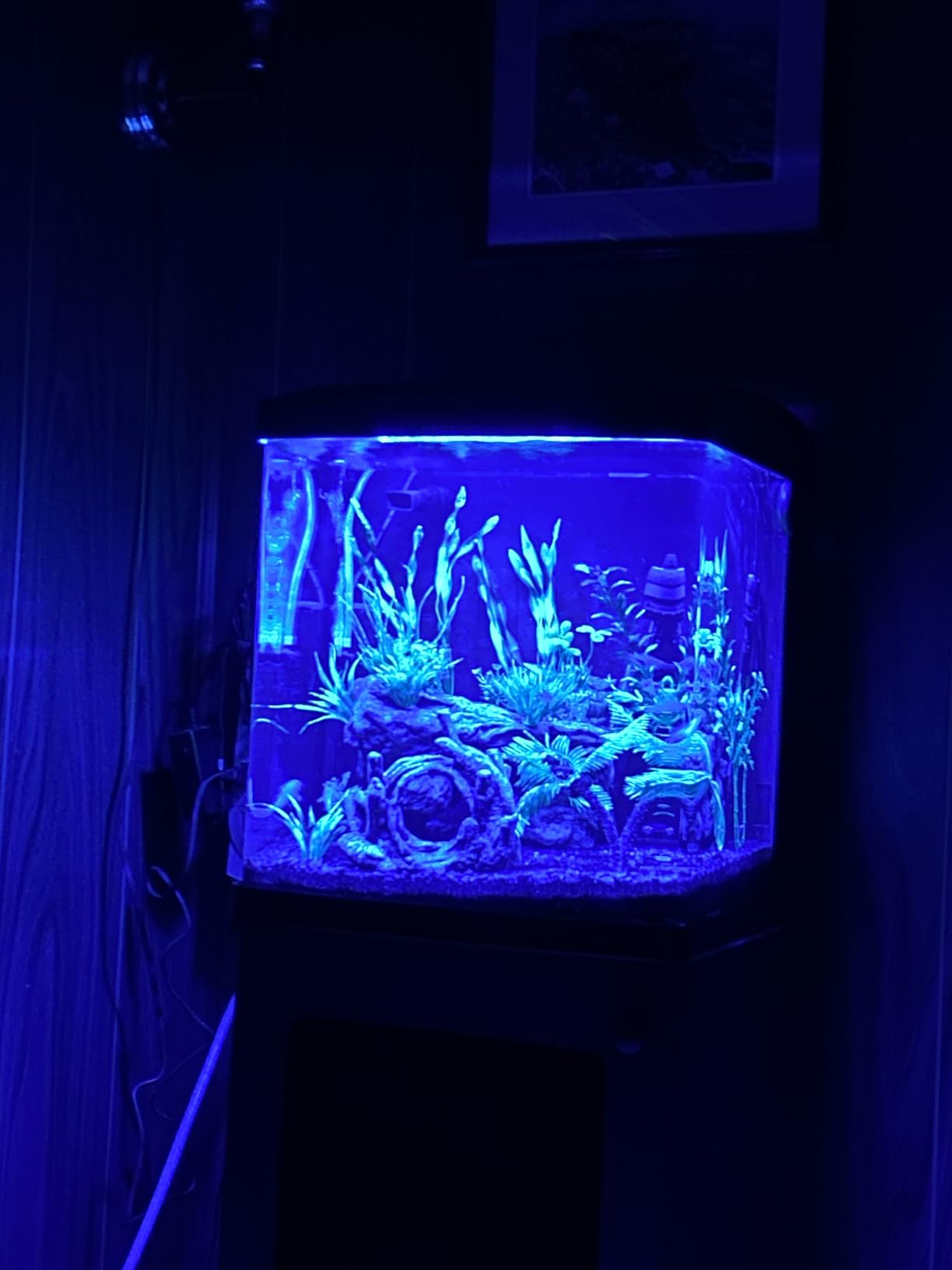 Coralife LED Biocube Aquarium Starter Kit, 16 Gallon Tank for Beginners customer photo 1