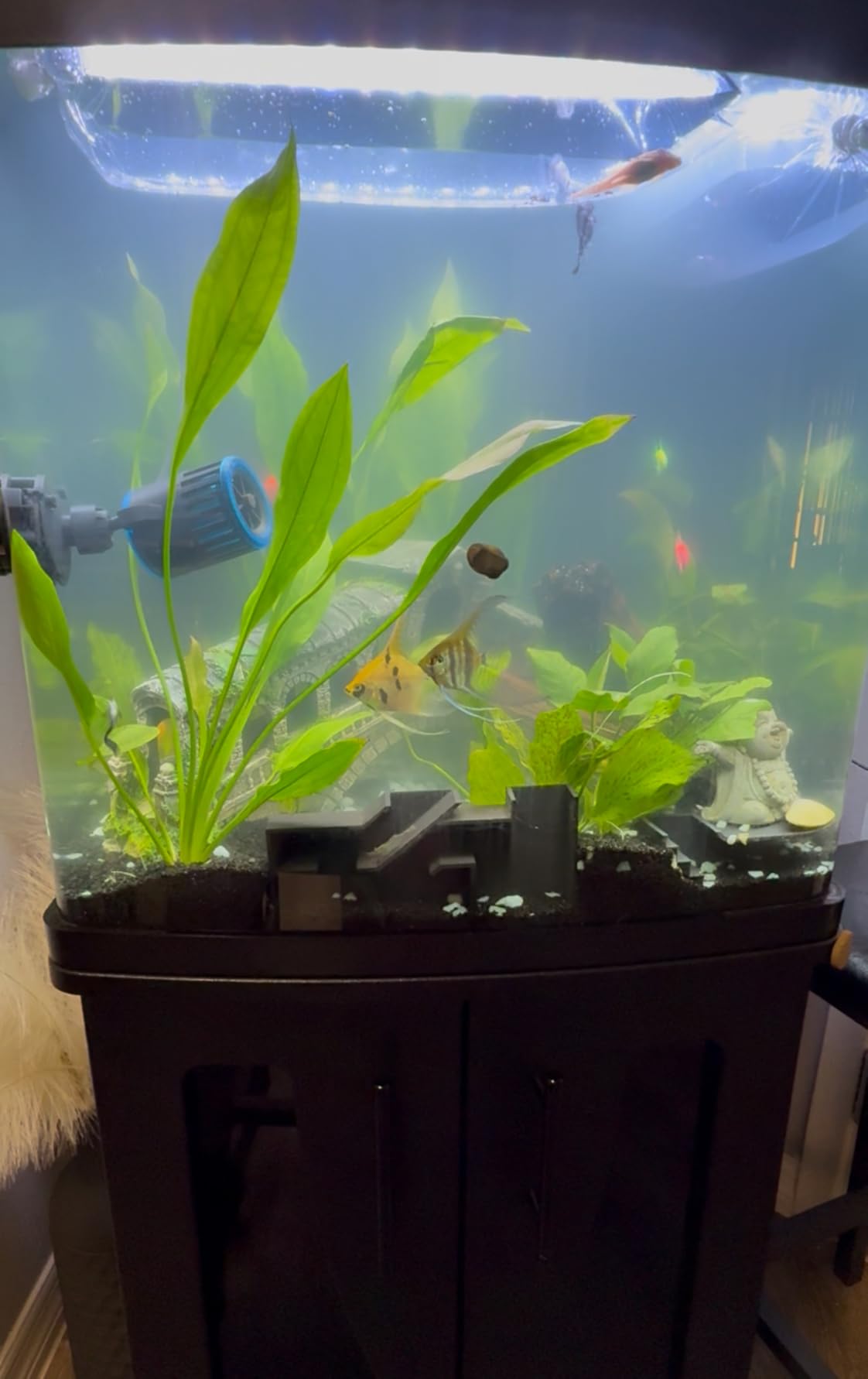 Coralife BioCube, Aquarium Kit, Integrated 24-hour Timer, Customizable LED Lighting, for Saltwater and Freshwater Environments, 32 Gallon customer photo 2