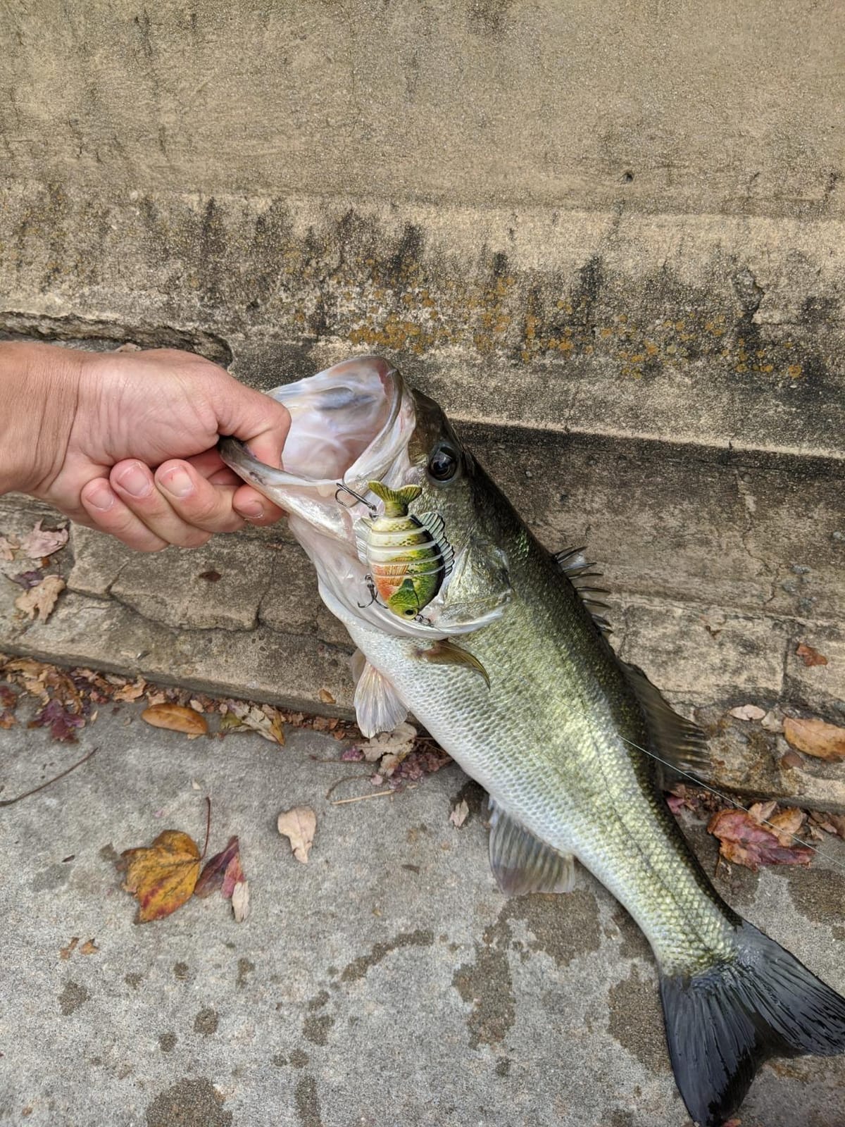 BASSDASH SwimPanfish Multi Jointed Panfish Bluegill Swimbaits Hard Topwater Bass Lures Fishing Lure Crank Saltwater 3.5in/0.85oz customer photo 2