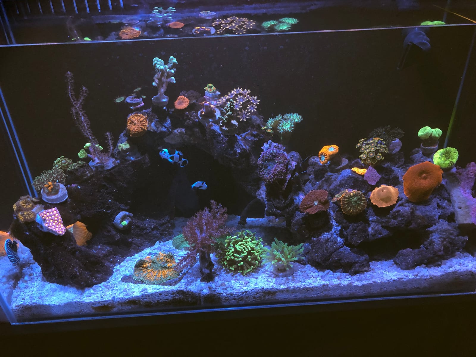 Empire USA - 24 Gallon All-in-One Aquarium Kit, Rimless Low Iron Glass AIO Saltwater & Freshwater Fish Tank, Complete Nano Reef Tank Setup for Home or Office customer photo 1