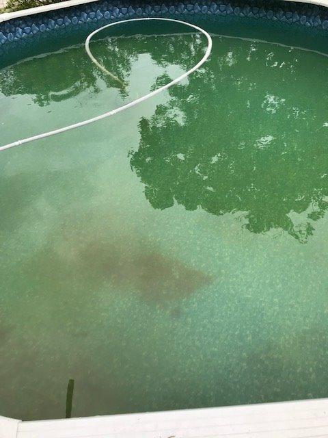 Hayward Wanda the Whale Automatic Pool Cleaner for Above Ground Pools customer photo 2