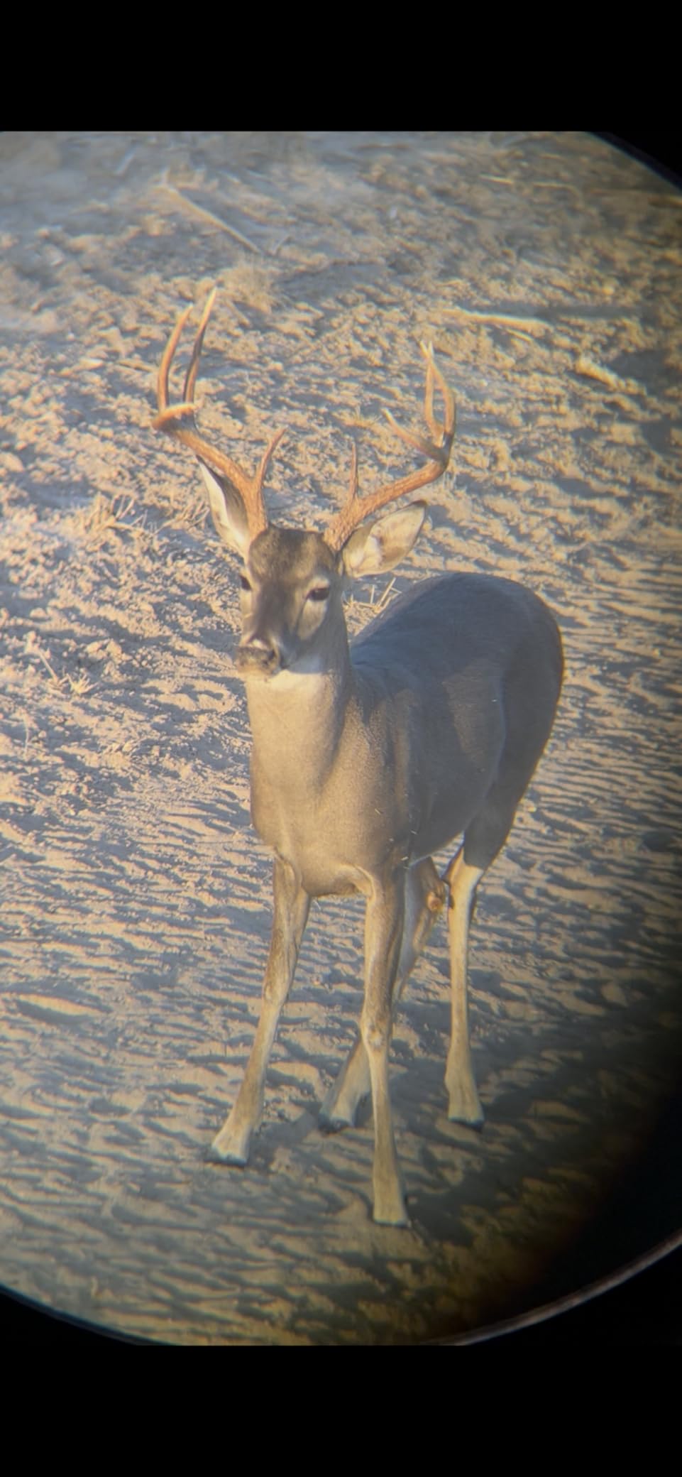 Vortex Diamondback HD 12x50 Binoculars customer photo 2
