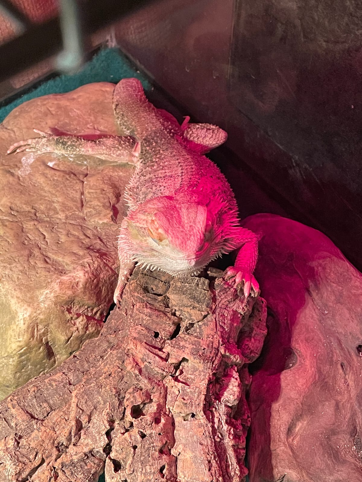 BN-LINK Reptile Heat Pad 8
