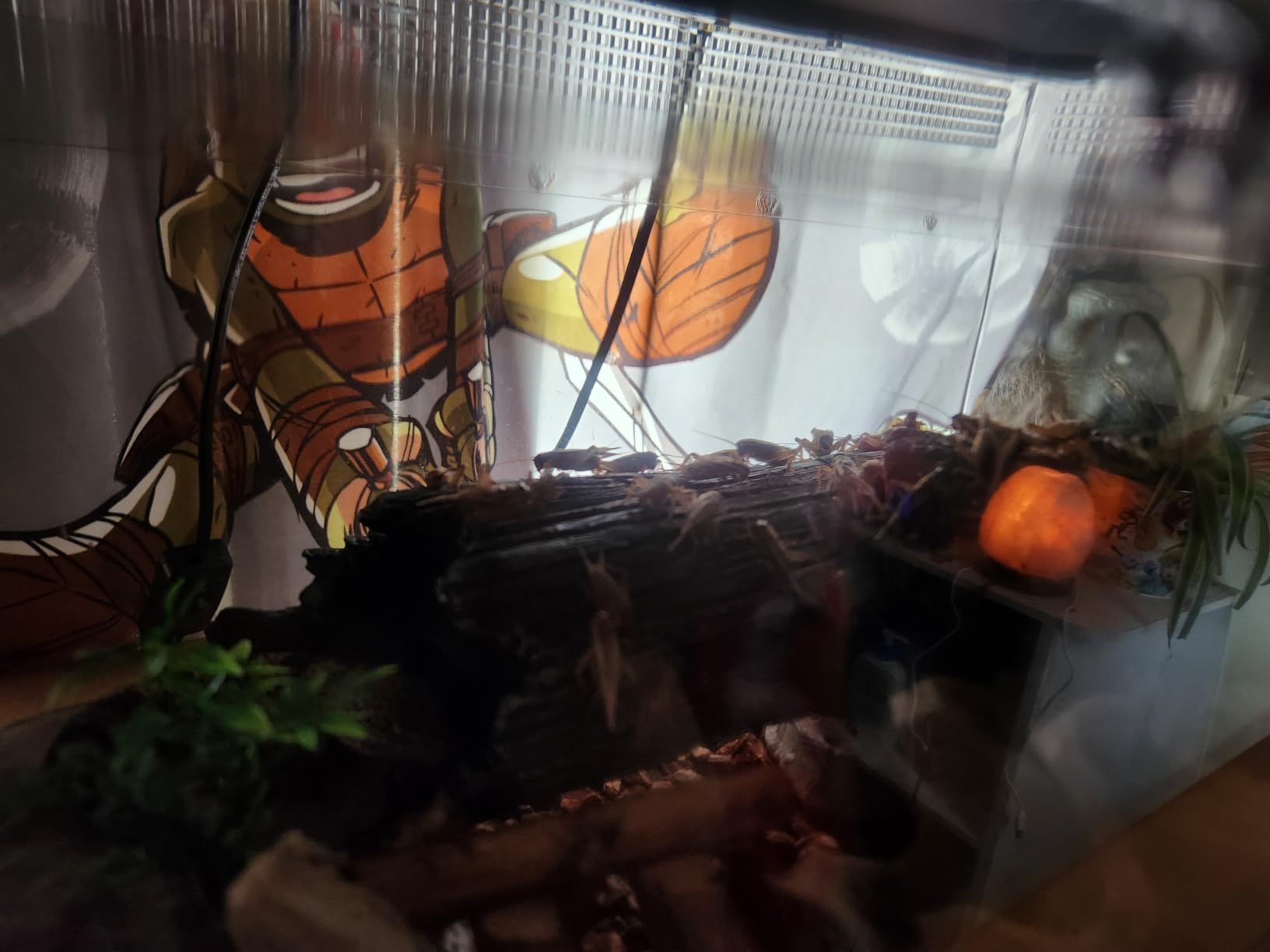 Reptile Growth Reptile Terrarium,10 Gallon Reptile Tank 20