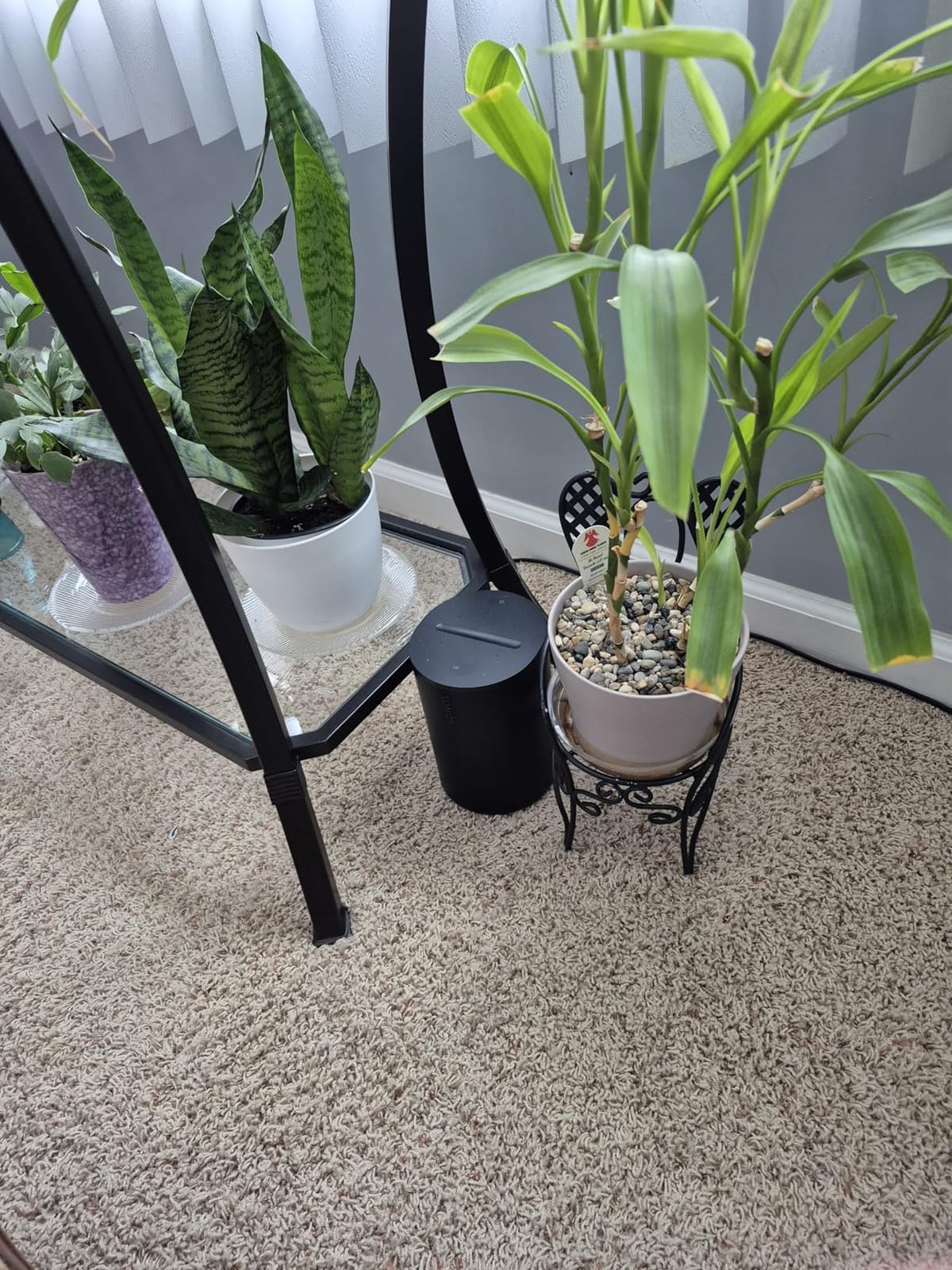 Sonos Era 100 - Black - Wireless, Alexa Enabled Smart Speaker customer photo 2