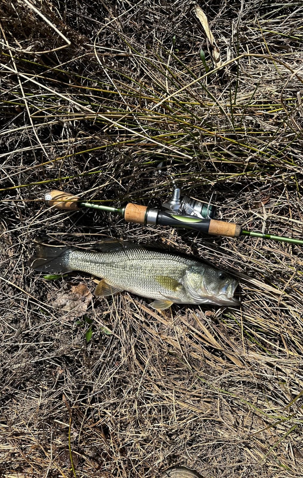 Temple Fork Outfitters Trout Panfish II Series Rods customer photo 1