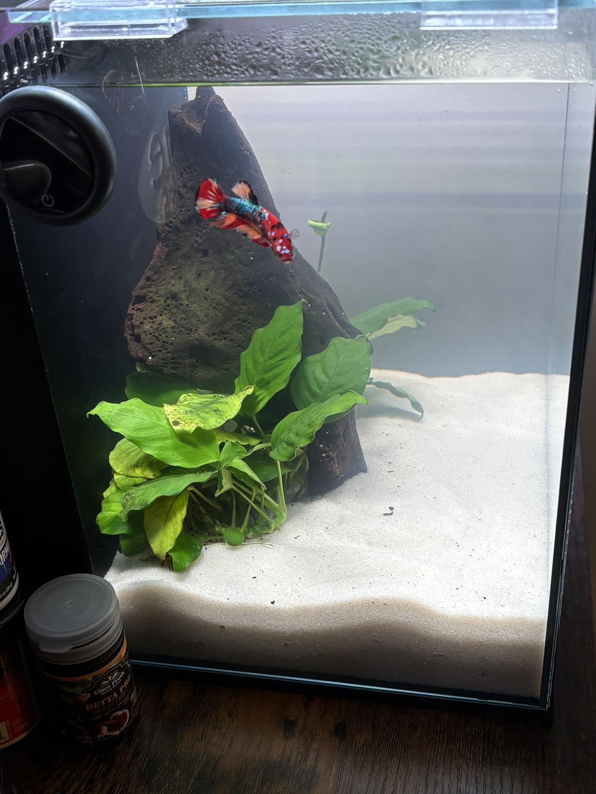 Ultum Nature Systems Dual AIO - Freshwater/Saltwater Compatible All in One Rimless Tank with Triple Chamber Filtration System, Integrated Filter Aquarium w/Leveling Mat - 17 Gallon, 40A, Black customer photo 1