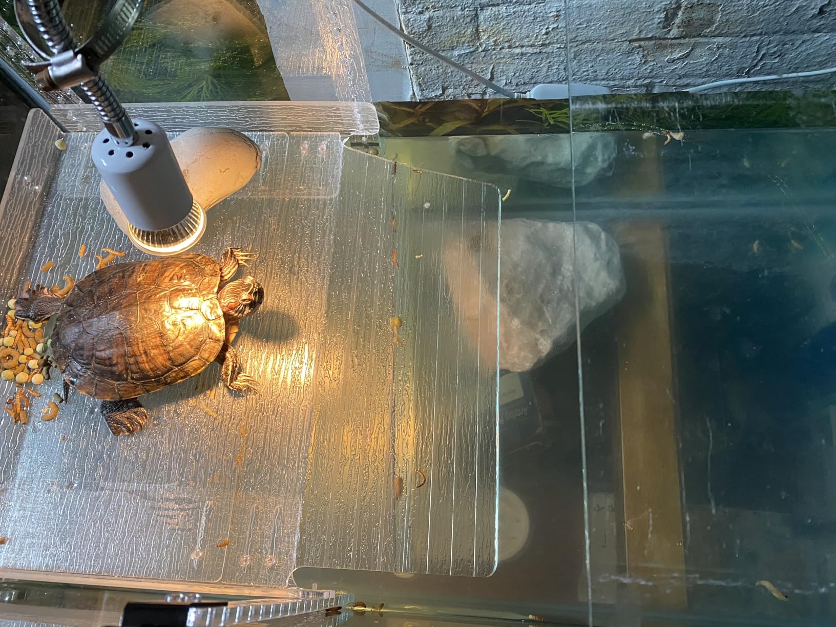 50W Uva Light Bulbs 4-Pack, Turtle Heat Lamp for Reptile customer photo 2