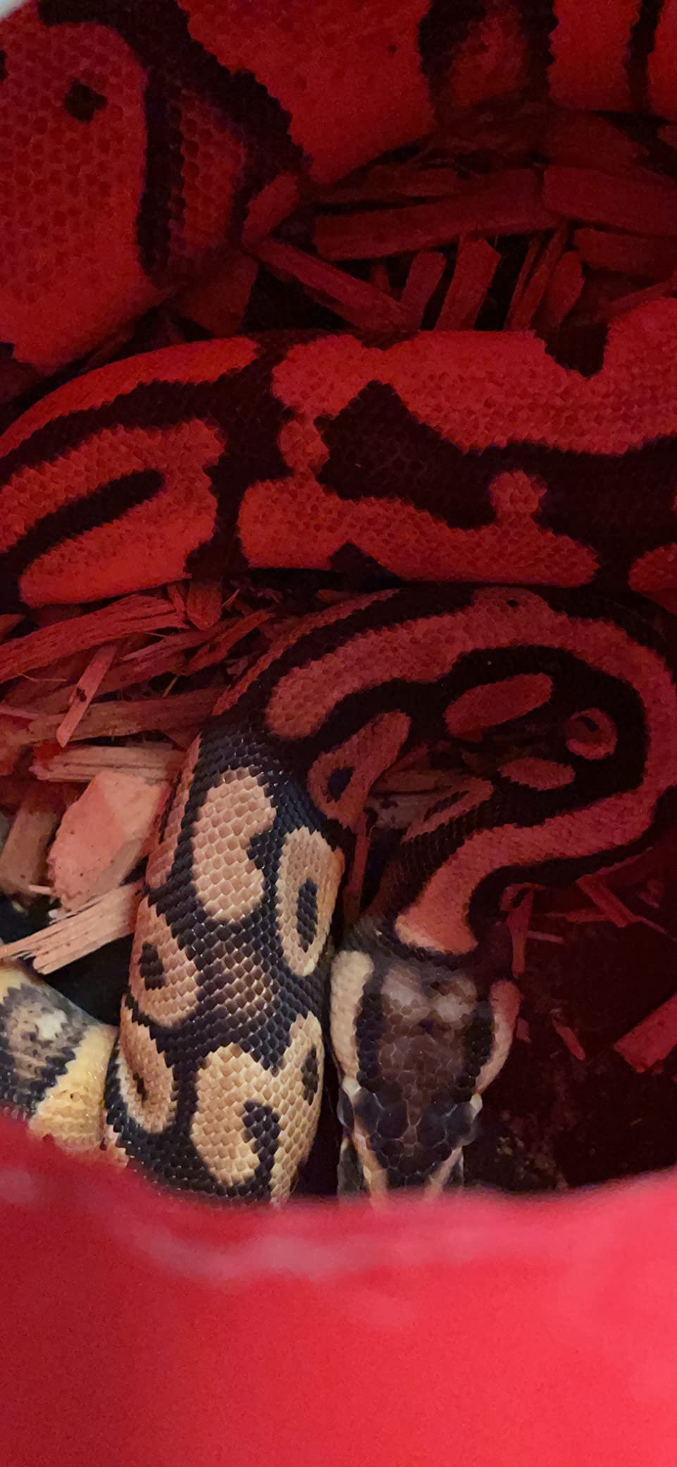PVC Reptile Enclosure 48