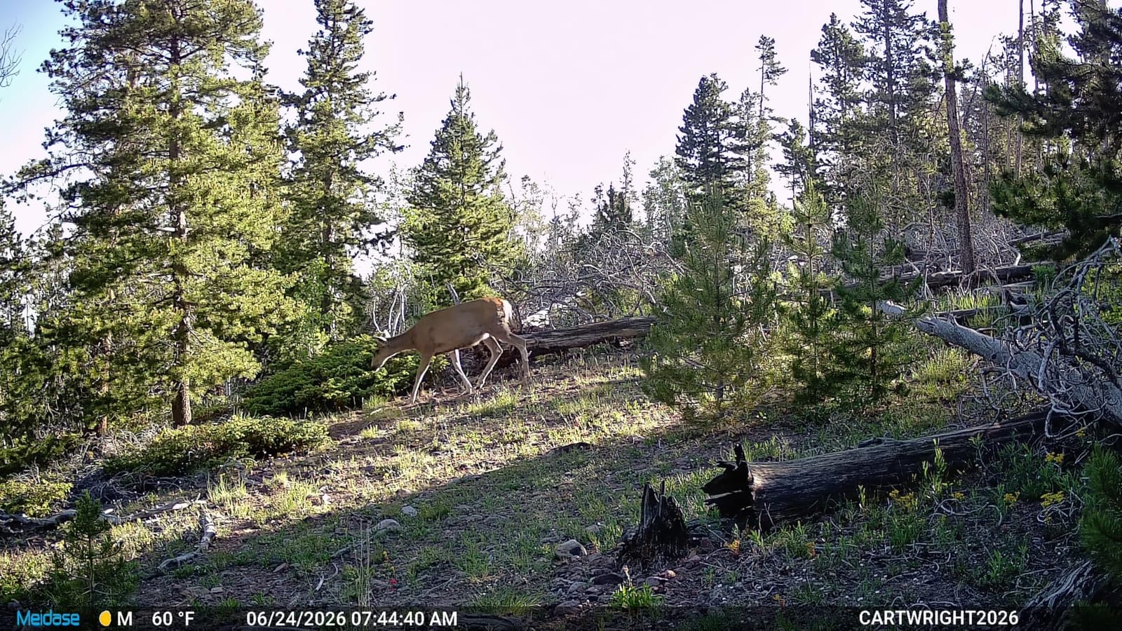 Meidase P70 (Non-Cellular,Non-WiFi) Trail Camera, 64MP 1296p, Game Cameras with No-Glow IR Night Vision, Motion Activated, Waterproof for Wildlife Deer Cams, Hunting customer photo 2