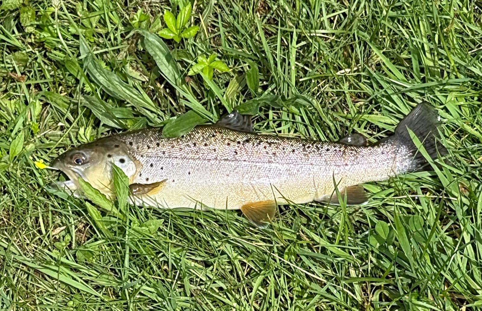 LITTMA Wild Streams Ultralight Spinning&Casting Trout Rod, 2-Piece Fishing Rod for Crappie, Panfish & Micro Fishing, Green Carbon Fiber Blank with Cork Handle, 5’6”/6’/6’6”/7’ customer photo 1