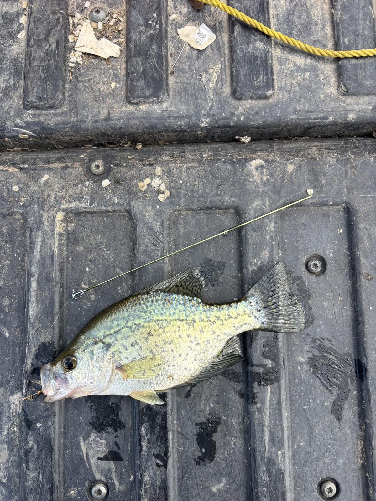 LITTMA Wild Streams Ultralight Spinning&Casting Trout Rod, 2-Piece Fishing Rod for Crappie, Panfish & Micro Fishing, Green Carbon Fiber Blank with Cork Handle, 5’6”/6’/6’6”/7’ customer photo 2