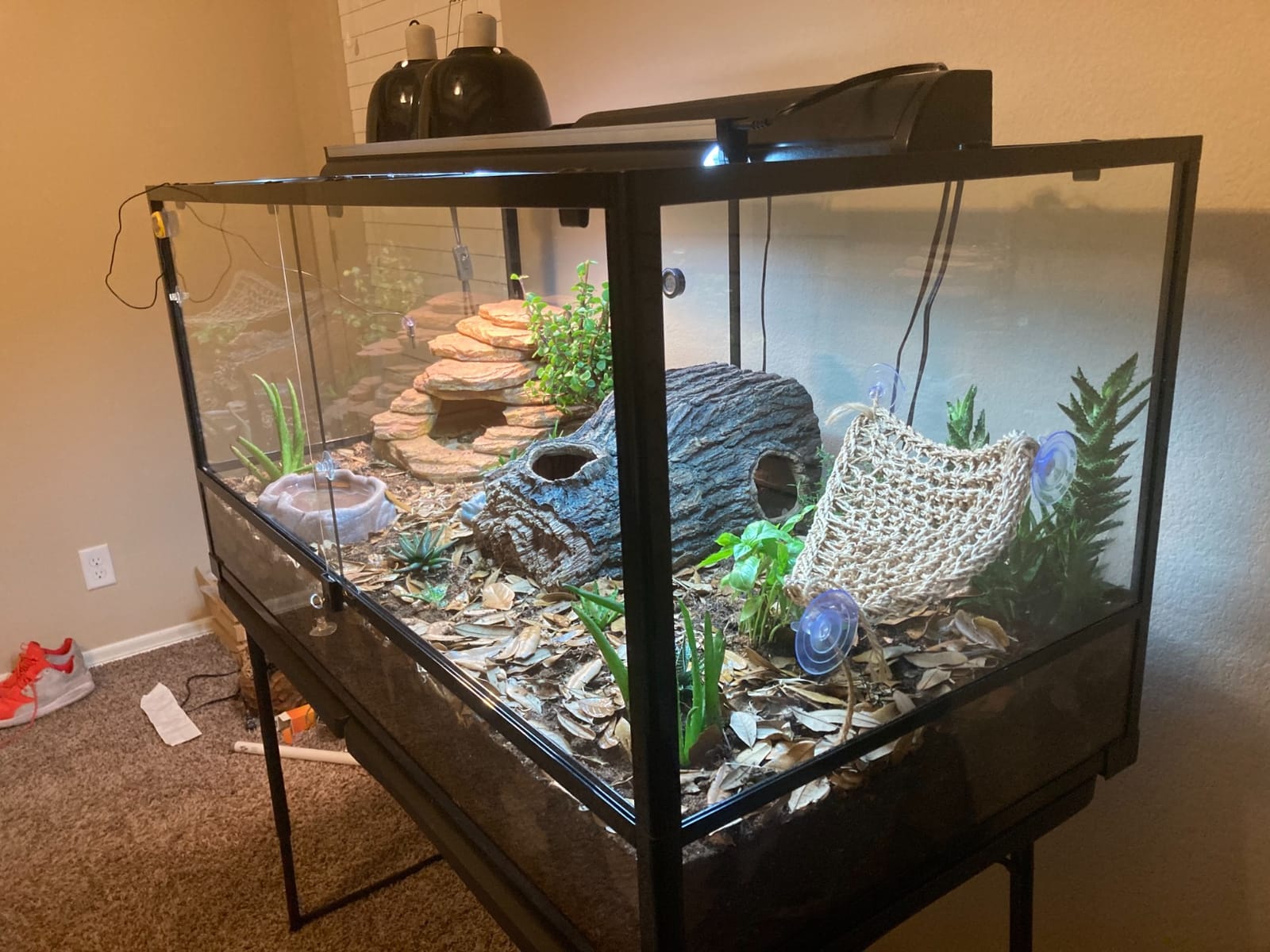 30Lx12Wx12H Reptile Terrarium, 30 Gallon Reptile Tank customer photo 2