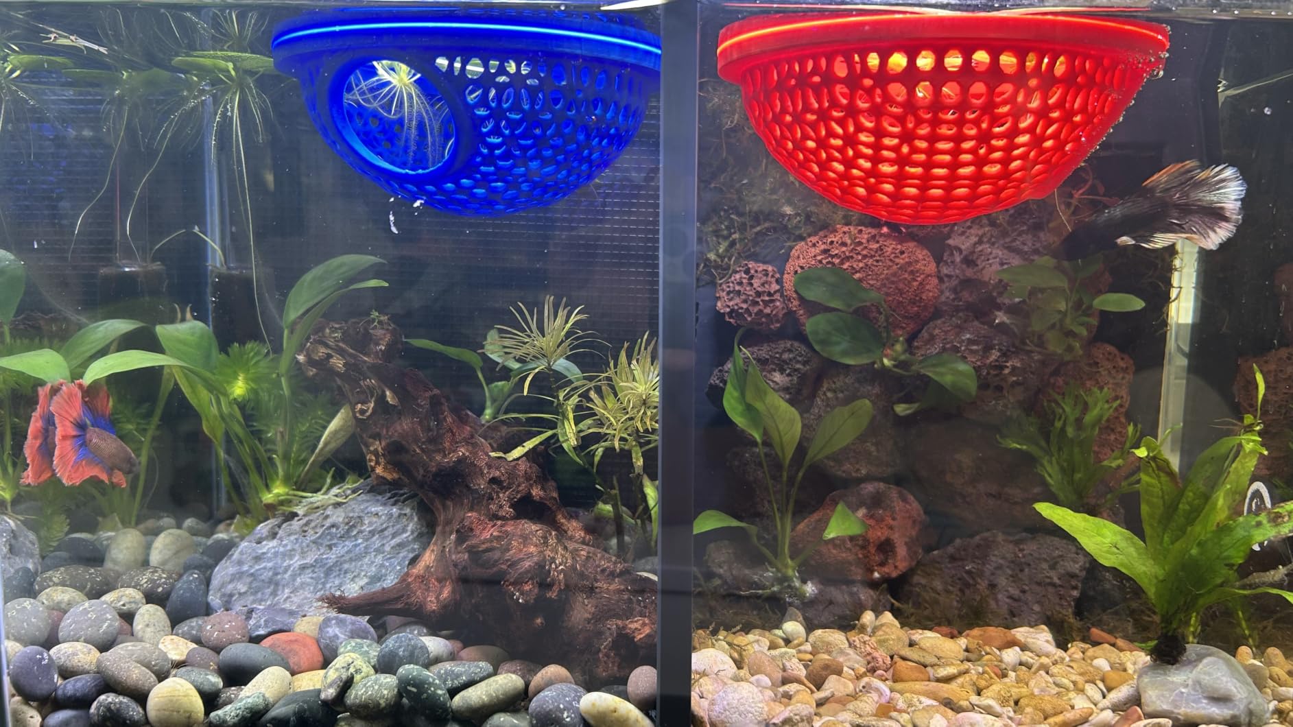 10 Gallon Aquarium Set Glass Fish Tank, Heater Self Cleaning System Filter with Media Bright Light Cleaning Tool, Leak-Proof Clear Rimless Betta Tropical Freshwater Fish customer photo 1