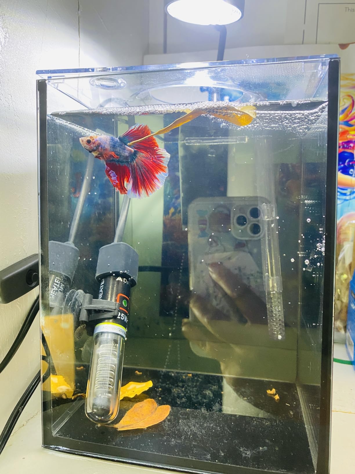 10 Gallon Fish Tank Set Glass Dark Background Aquarium Kit Starter Set customer photo 1