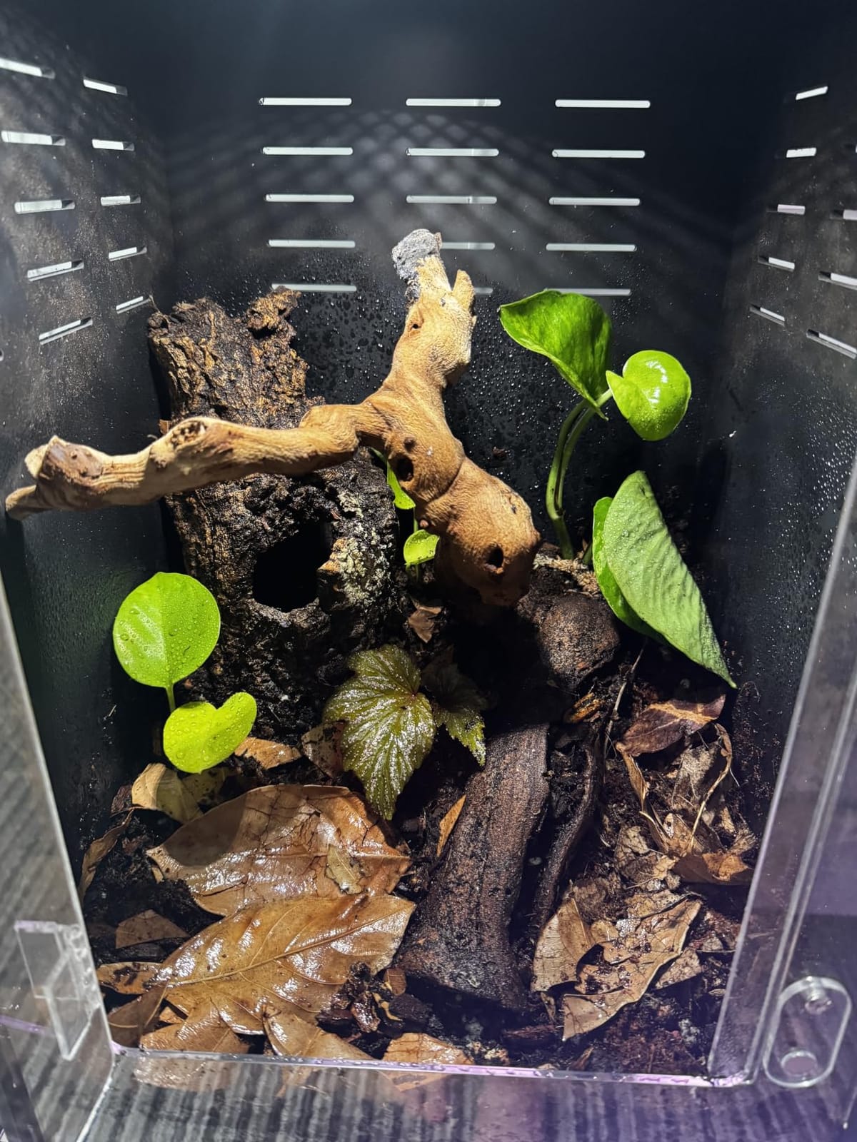 16x16x24 PVC Reptile Terrarium, 25 Gallon Tank for Adult Reptiles Habitat customer photo 2