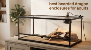 best bearded dragon enclosures for adults