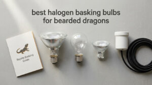 best halogen basking bulbs for bearded dragons